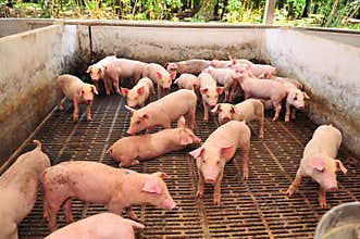 Pig Farm