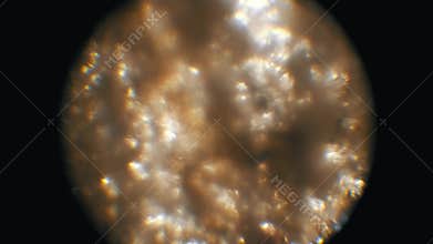 Toilet Paper Cellulose Fibers Microscopic View