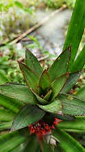 background of local pineapple tree leaves