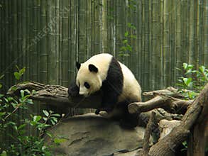 Panda Bear