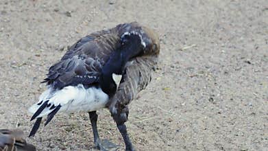 Canada Goose Preening its Feathers on Sandy Ground