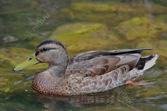 A pretty duck in the Milles-Iles River, Laval, Quebec