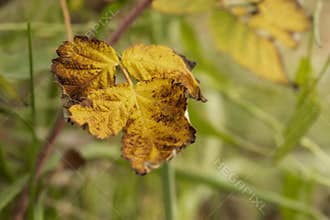 Autumn Leaf Close-Up