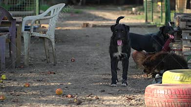 Dog in animal shelter waiting for adoption.