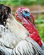 Portrait of domesticated tom turkey