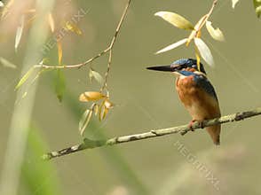Common kingfisher (Alcedo atthis) close-up portrait