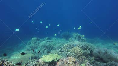 Coral reef and fish in tropical sea