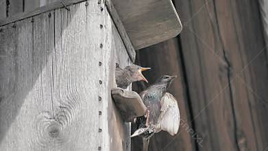 The starling feeds the chicks