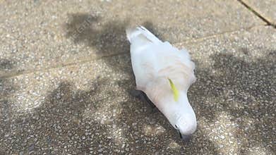 A Sulphur Crested Cockatoo eating a crumbs on a pedestrian footpath