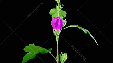 Opening Beautiful Pink Hibiscus Flower