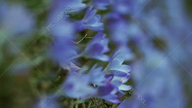 Flowering crocus spring flowers