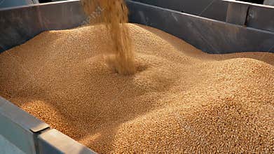 Golden Wheat Grains Pouring into a Large Industrial Silo on a Sunny Day Close Up Agricultural Harvest Process