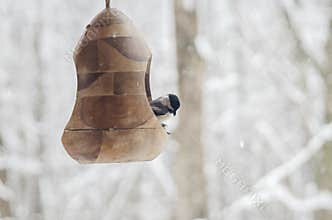 Black capped chickadee in bird feeder in winter snow