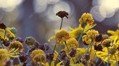 Yellow flowers with blurred background 02