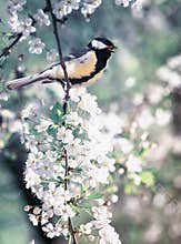 Cute bird tit sitting on cherry branch in white flowers in may spring fragrant garden