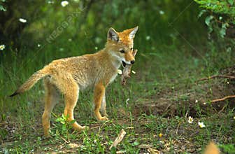 Coyote Pup With Stick