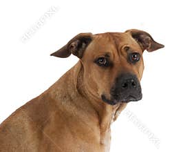 Mixed breed Pit Bull