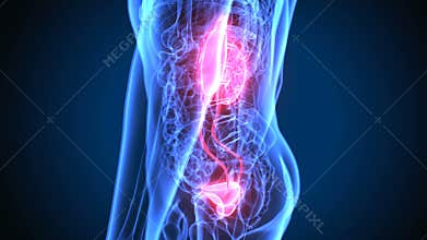 3d illustration of human body Kidney anatomy
