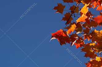 Red Maple Leaves