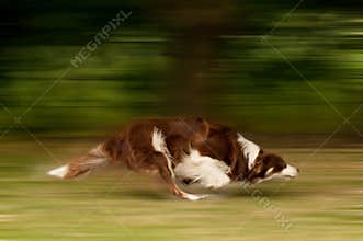 Dog in motion