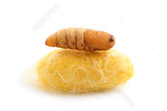 Chrysalis silkworm on silk worm cocoon