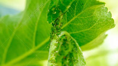 Apple tree leaves by fire blast or other infection or disease