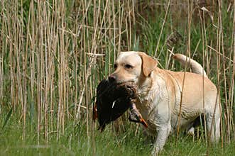 Hunting labrador retriever