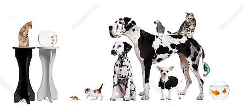 Group of animals in front of white background