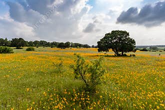 Field of Texas Hill Country Yellow Wildflowers