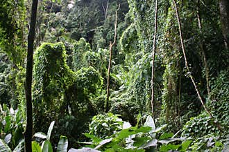 Tropical cloudforest 8