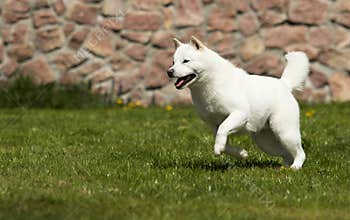the dog breeds Hokkaido runs