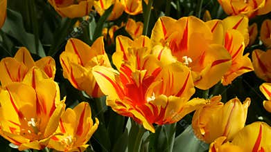 Fresh beautiful large saturated unusual yellow tulips flowers bloom in spring garden. Decorative tulip flower blossom in