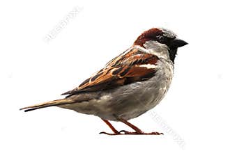 Sparrow bird isolated. Sparrow songbird family Passeridae sitting perching isolated cut out on white background close up photo.