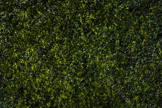 Seaweed texture background with fried snack. Appetizer made from kelp