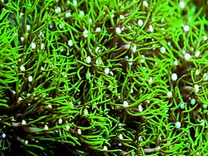 Green star polyp underwater