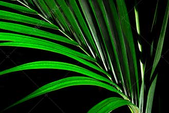 Kenzia leaf