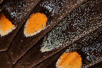 Butterfly Wing Macro
