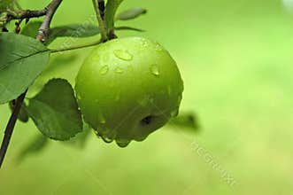 Apple