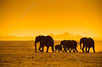 Silhouettes of elephants