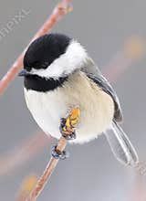 Small Bird Called A Black Capped Chickadee Sitting On A Tree Branch