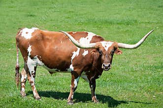 A longhorn bull