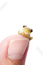 Frog Plotting World Domination