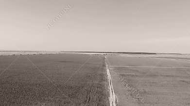 Alley through large fields
