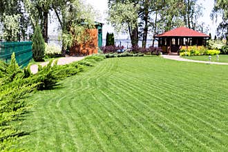Freshly mowed rows of green lawn at country residence with summerhouse. Hedge of fresh cedars. Landscape design and