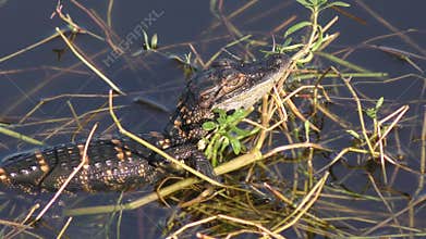 Baby alligator sunning in a swamp