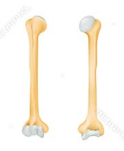 The humerus bone