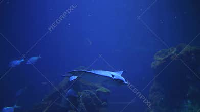 Aquarium with many exotic fish floating in blue water at oceanarium in slow motion