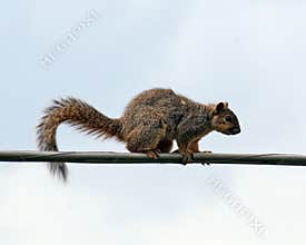 Squirrel on a wire