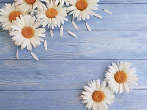 Chamomile natural on a blue wooden design birthday vintage festive greeting bloom