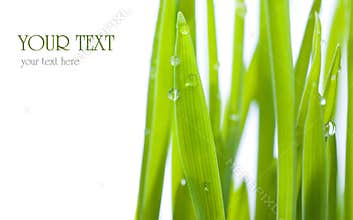 Grass